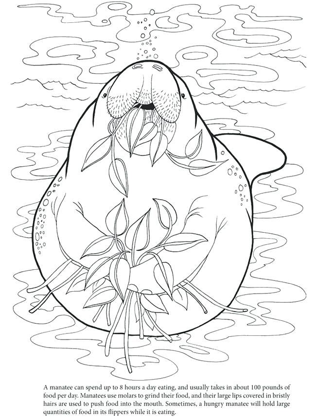 650x860 Manatee Coloring Page Hungry Manatee Colouring In Sheet Manatee