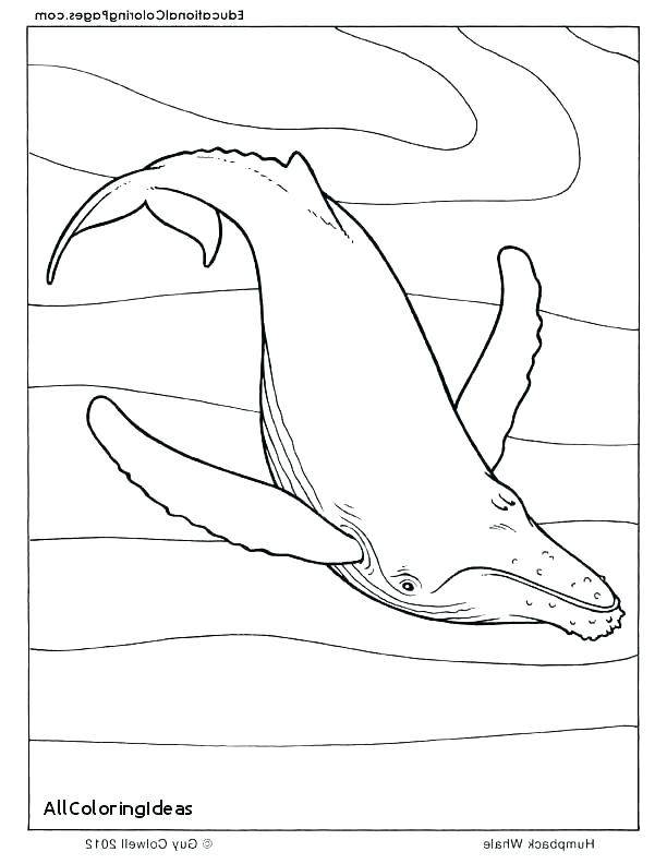 612x792 Manatee Coloring Page Manatee Coloring Pages Florida Manatee
