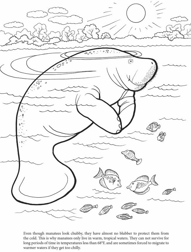 650x858 Another Free Coloring Page~manatee