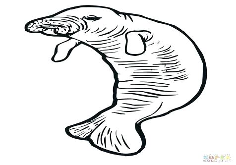 476x333 Manatee Coloring Pages Chicken Coloring Page Manatee Coloring Page