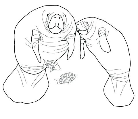 480x414 Manatee Coloring Pages Click To See Printable Version Of Manatee