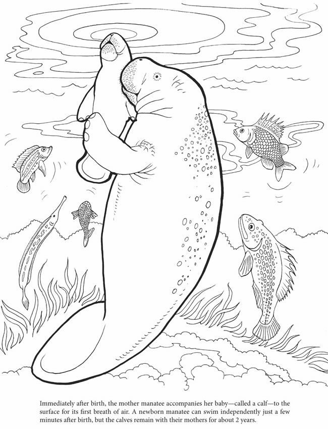 650x849 Unthinkable Manatee Coloring Page 65 Best Pages Images