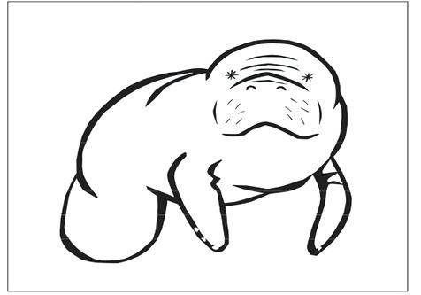 476x333 Manatee Coloring Page Animals Coloring Medium Size Manatee Clip