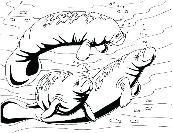 Manatee Coloring Pages Manatee Coloring Page Embroidery Pattern 570x440 Manatee Coloring Pages Manatee Coloring Page Embroidery Pattern