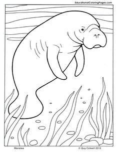 Manatee Coloring Page Manatee, Worksheets And Craft 236x305 Manatee Coloring Page Manatee, Worksheets And Craft