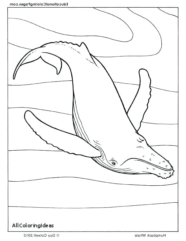 Orca Coloring Page Baby Coloring Page Humpback Whale Pages Manatee 612x792 Orca Coloring Page Baby Coloring Page Humpback Whale Pages Manatee