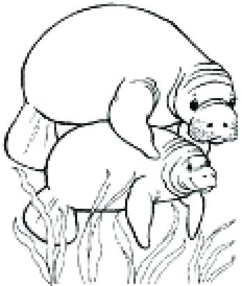 Manatee Coloring Page In Addition To Pire Picture Pa Murs 348x411 Manatee Coloring Page In Addition To Pire Picture Pa Murs