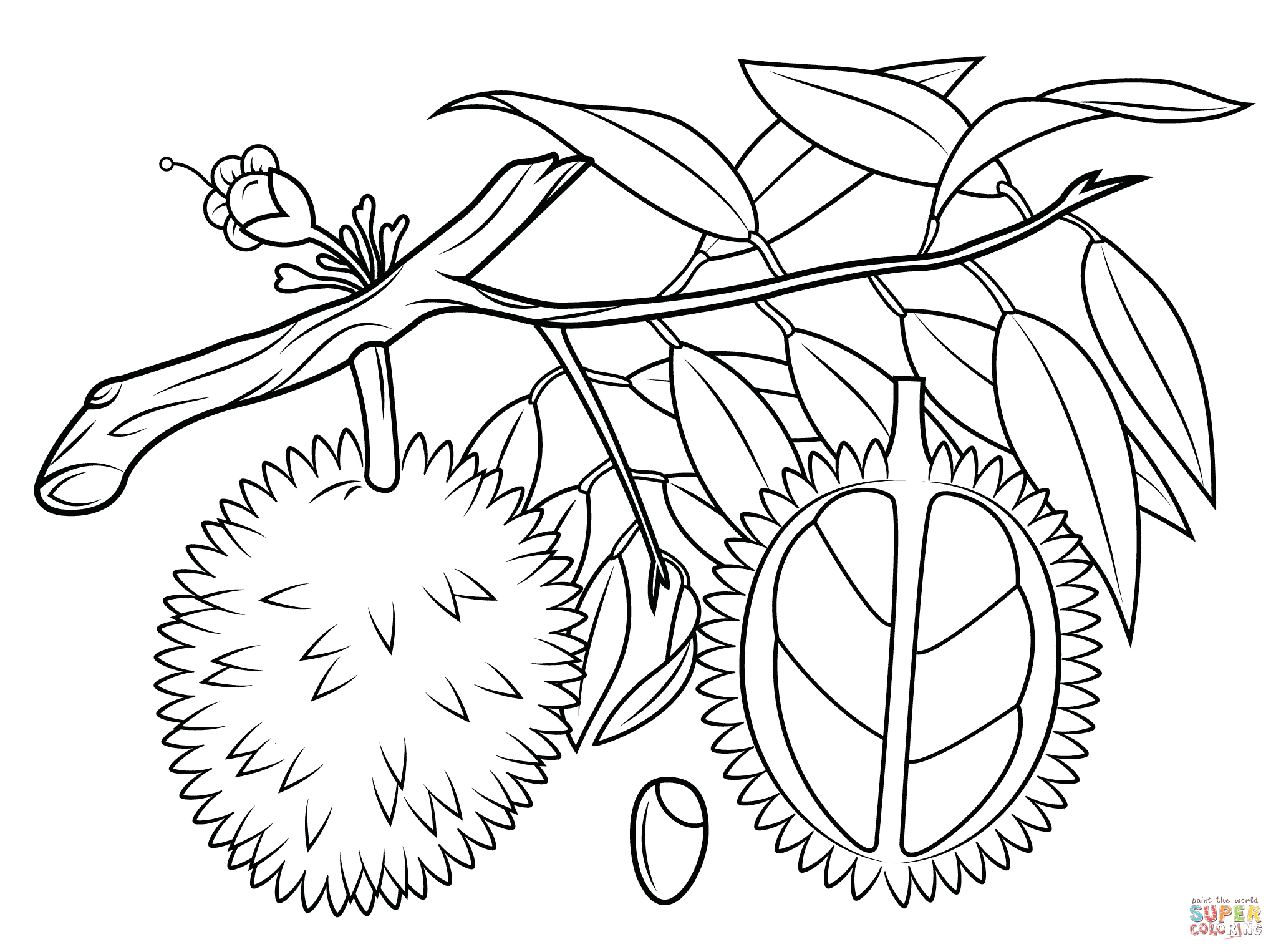 Coloring Pages Of Mango Trees Best Of Durian Branch Cross Section 2046x1526 Coloring Pages Of Mango Trees Best Of Durian Branch Cross Section