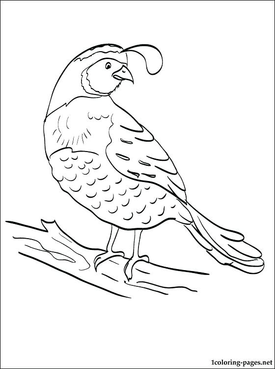 560x750 Quail Coloring Page Coloring Sheet Quail Manna And Quail Coloring