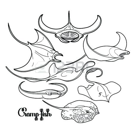 450x450 Manta Ray Coloring Page Graphic Cramp Fish Collection Drawn