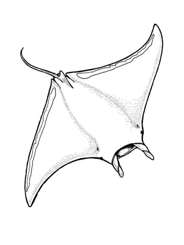 600x800 Manta Ray Live Tropical Water Coloring Pages Manta Ray Live