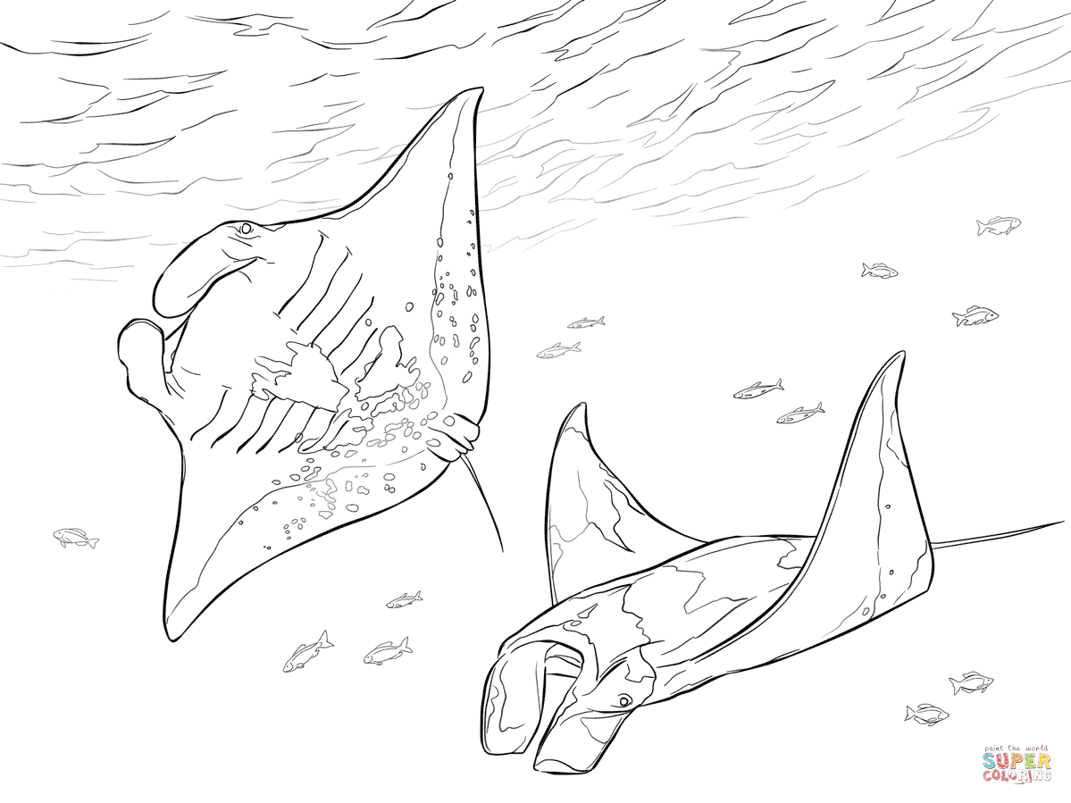 1199x899 Two Manta Rays Coloring Page From Ray Category. Select From 26992