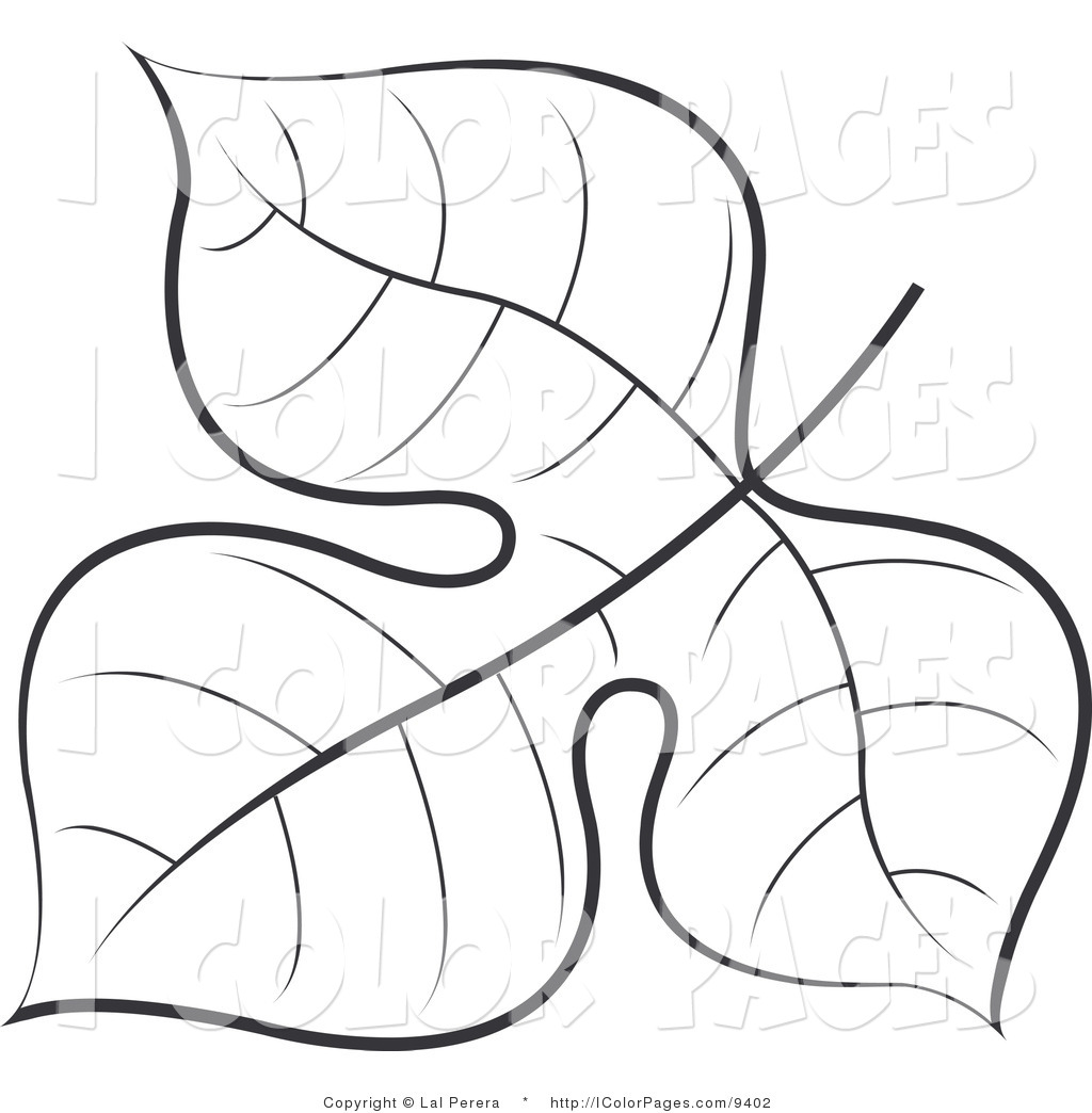 Largest Leaf Pictures To Color Maple Coloring Page Free Printable 1024x1044 Largest Leaf Pictures To Color Maple Coloring Page Free Printable
