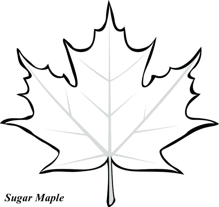 Leaf Coloring Pages Maple Leaf Printable Template Best Leaf 736x695 Leaf Coloring Pages Maple Leaf Printable Template Best Leaf