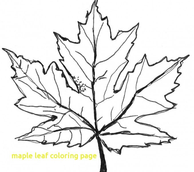 Maple Leaf Coloring Page With Free Coloring Pages Maple Leaf 678x600 Maple Leaf Coloring Page With Free Coloring Pages Maple Leaf