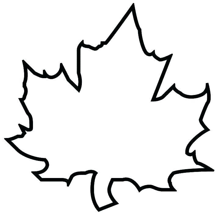 Maple Leaf Coloring Pages Maple Tree Leaf Coloring Page 714x714 Maple Leaf Coloring Pages Maple Tree Leaf Coloring Page
