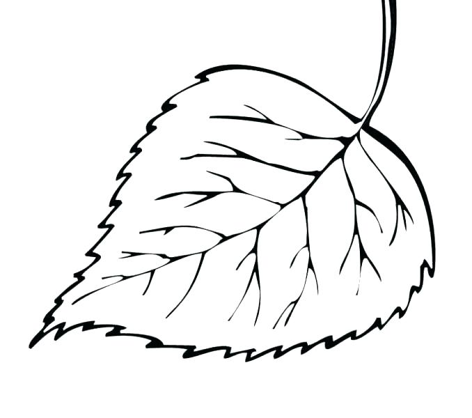 Maple Leaf Coloring Pages 678x600 Maple Leaf Coloring Pages