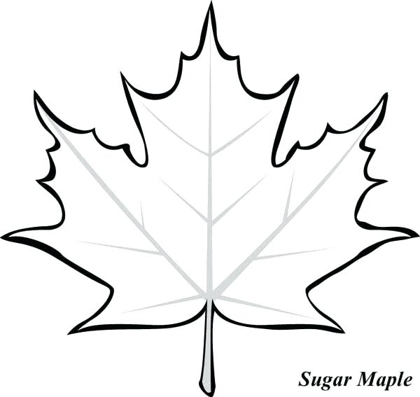 600x567 Maple Leaf Template Free Printable Kids Coloring Maple Leaf