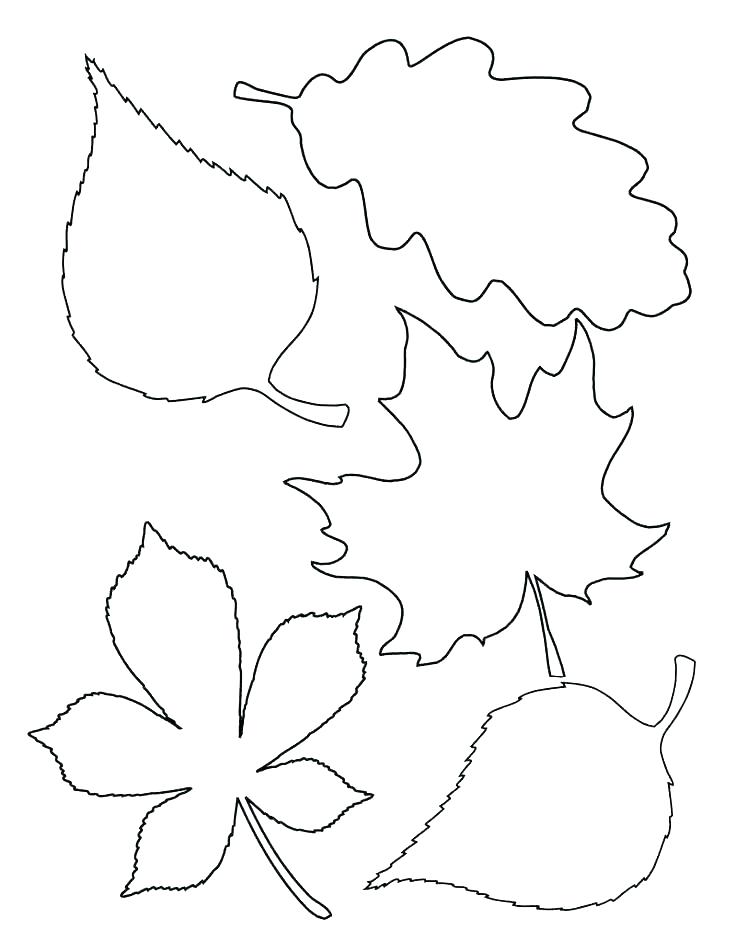 736x952 Maple Coloring Pages Autumn Maple Leaves Coloring Page Free