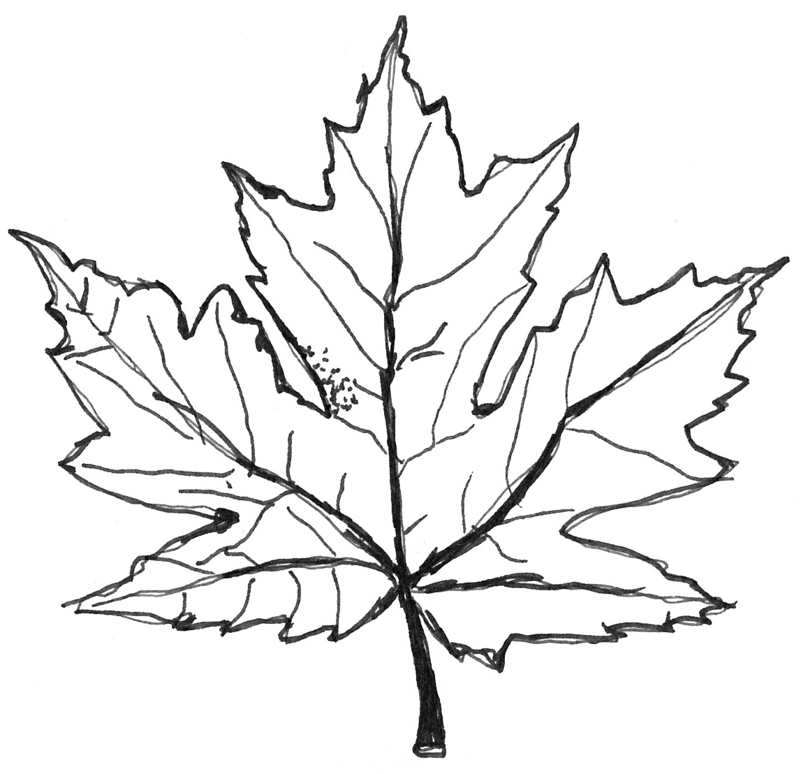 Maple Leaf Coloring Page 1157x1108 Maple Leaf Coloring Page