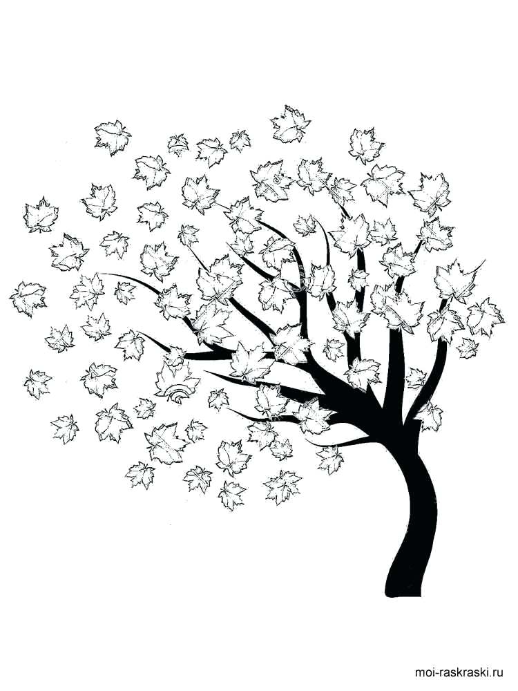 Maple Tree Coloring Page Maple Tree Coloring Page Maple Tree Pages 750x1000 Maple Tree Coloring Page Maple Tree Coloring Page Maple Tree Pages