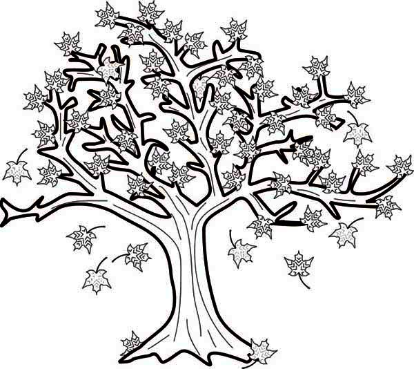 Maple Tree In Fall Leaf Coloring Page 600x534 Maple Tree In Fall Leaf Coloring Page
