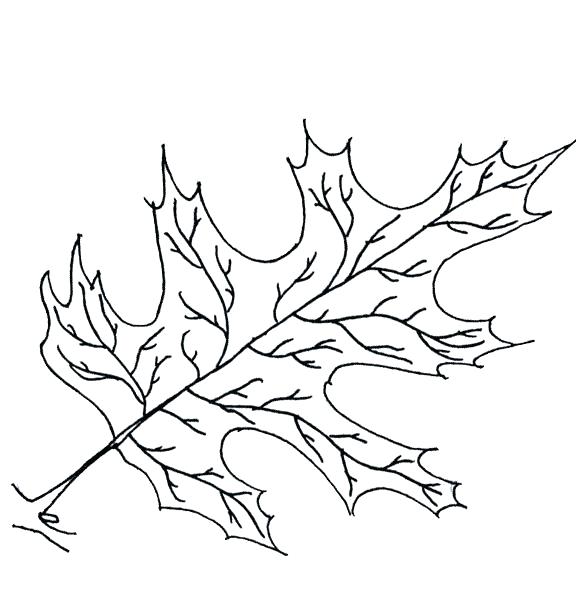 Oak Leaf Coloring Page Maple Tree Coloring Page Oak Leaf Coloring 576x598 Oak Leaf Coloring Page Maple Tree Coloring Page Oak Leaf Coloring