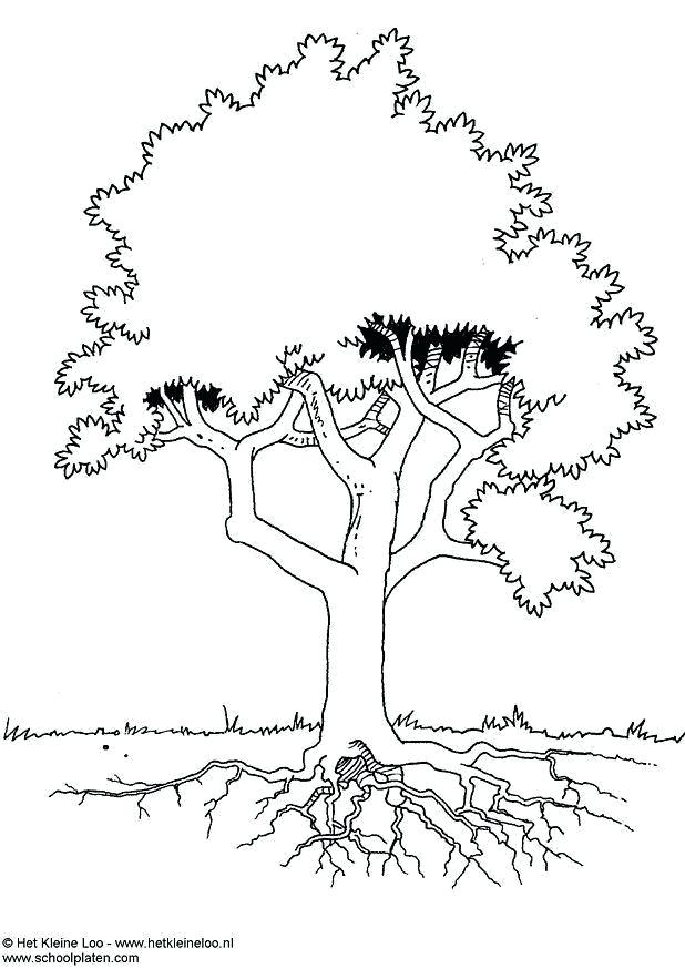 Oak Tree Coloring Page Oak Leaf Coloring Page Maple Tree Coloring 618x874 Oak Tree Coloring Page Oak Leaf Coloring Page Maple Tree Coloring
