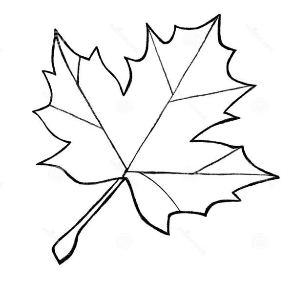 Sugar Maple Leaf Sketch Maple Leaves Coloring Pages. To Use 600x624 Sugar Maple Leaf Sketch Maple Leaves Coloring Pages. To Use