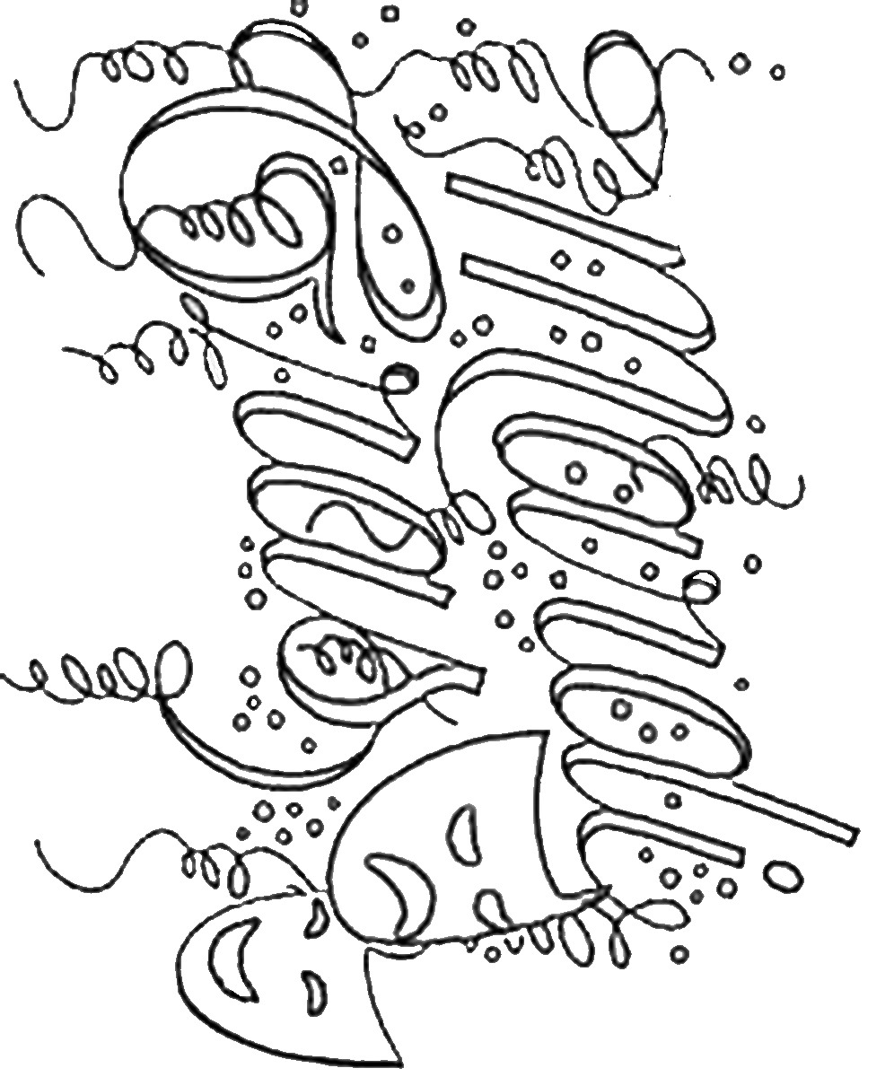 Mardi Gras Coloring Pages Free Printable 996x1200 Mardi Gras Coloring Pages Free Printable