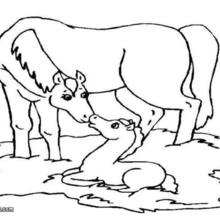 220x220 Foal Coloring Pages, Videos For Kids, Reading Amp Learning, Kids