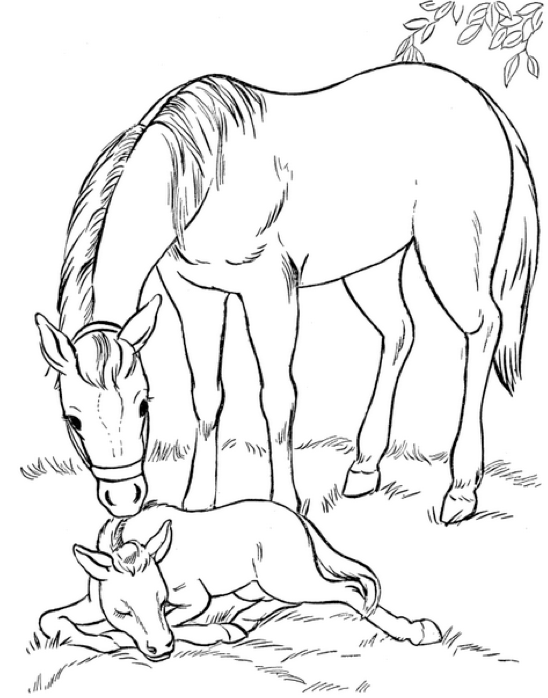 548x698 Mare And Foal Coloring Page Amp Coloring Book