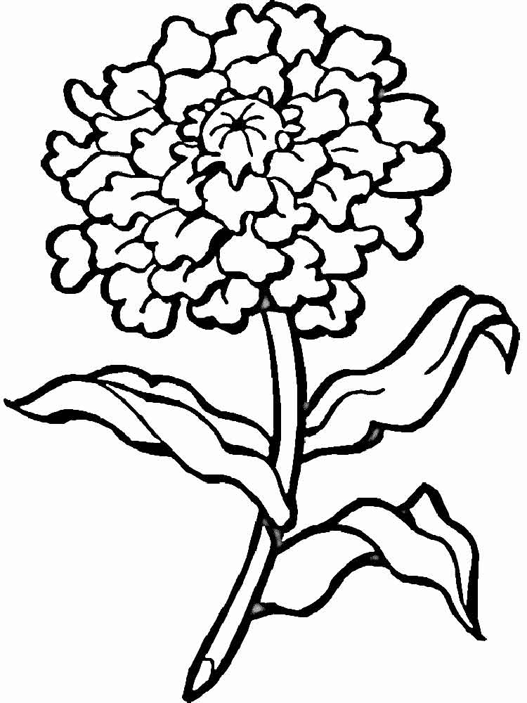 750x1000 Marigold Coloring Page Marigold Flower Coloring Pages Download