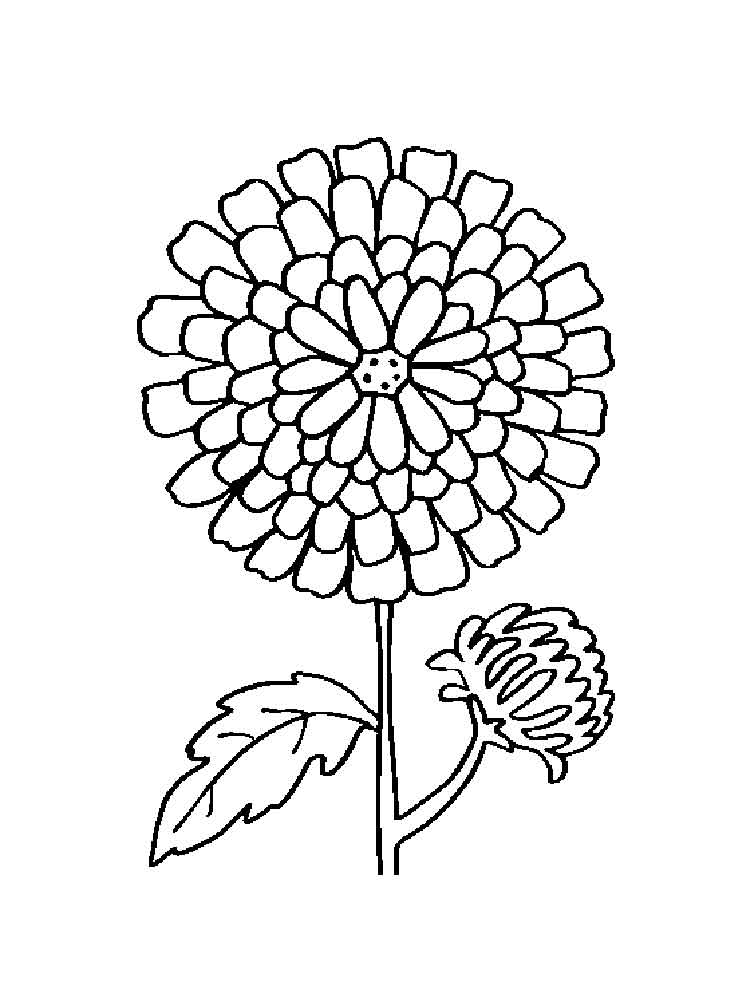 750x1000 Marigold Flower Coloring Pages. Download And Print Marigold Flower