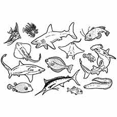 Marine Animals Coloring Pages
