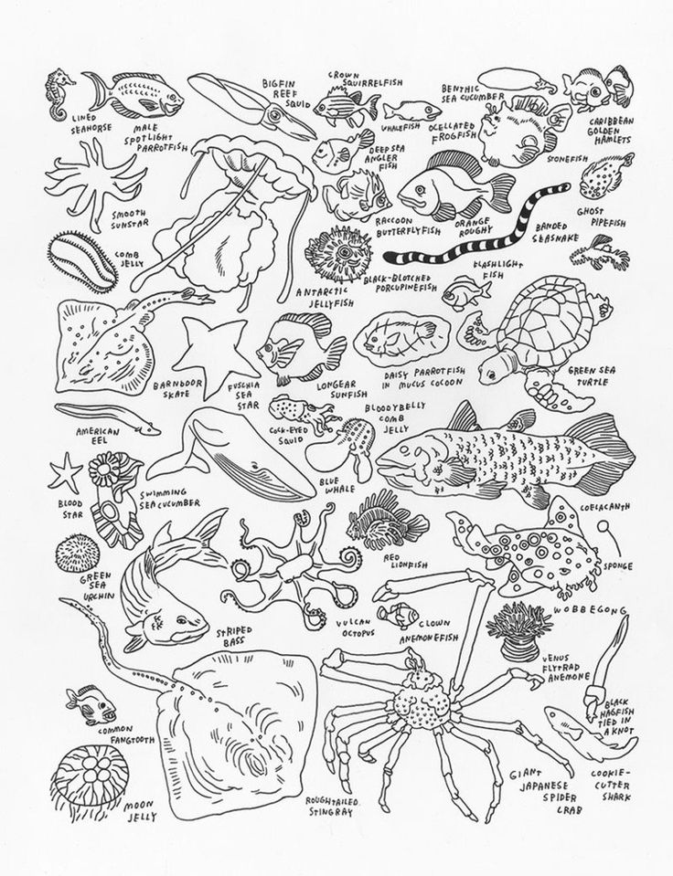 Marine Life Coloring Pages at GetColorings.com | Free printable ...
