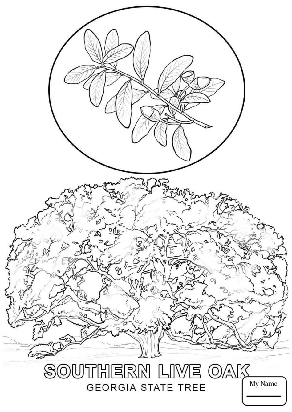 948x1339 Greatest Hawaii State Tree Coloring Page Maryland Free Printable