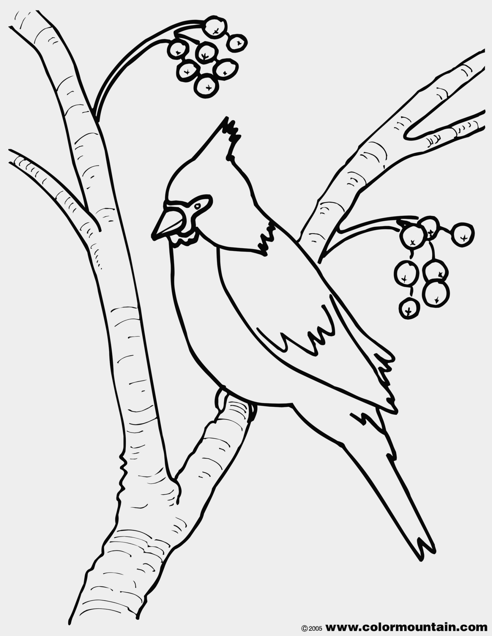 1620x2096 New Maryland State Bird Coloring Page