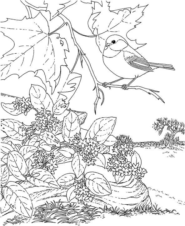 Massachusetts Chickadee Coloring Page Purple Kitty Coloring 592x720 Massachusetts Chickadee Coloring Page Purple Kitty Coloring