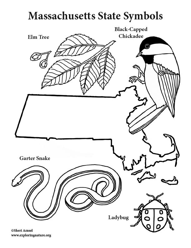 Massachusetts State Symbols Coloring Page 612x792 Massachusetts State Symbols Coloring Page