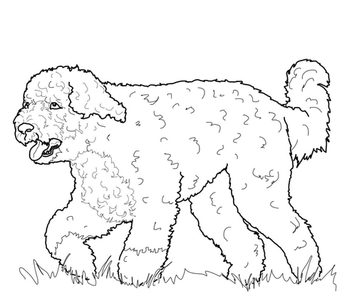 480x422 Border Terrier Coloring Page