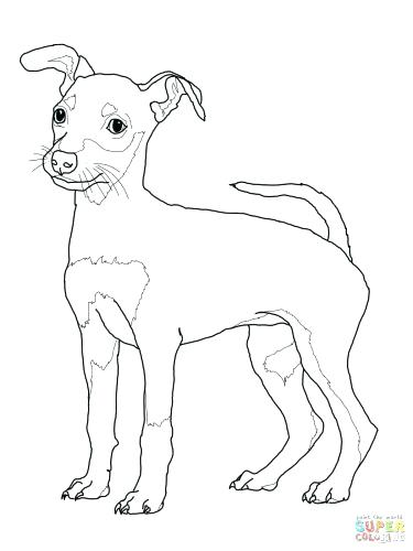 375x500 Chihuahua Coloring Pages Chihuahua Coloring Pages With Wallpapers