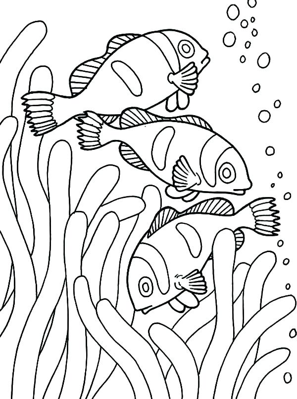 600x804 Matisse Coloring Pages Creativity Takes Courage Free Printable