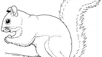 Realistic Rabbit Coloring Pages Gallery Coloring For Kids 2018 355x200 Realistic Rabbit Coloring Pages Gallery Coloring For Kids 2018