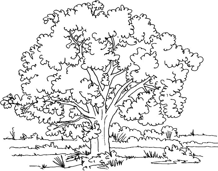 Meadow Coloring Page