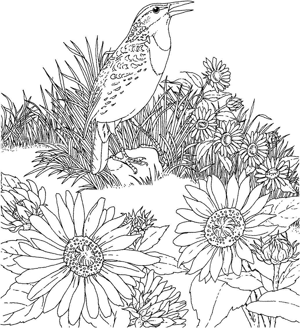 Free Printable Sunflower Coloring Pages For Kids 1034x1128 Free Printable Sunflower Coloring Pages For Kids