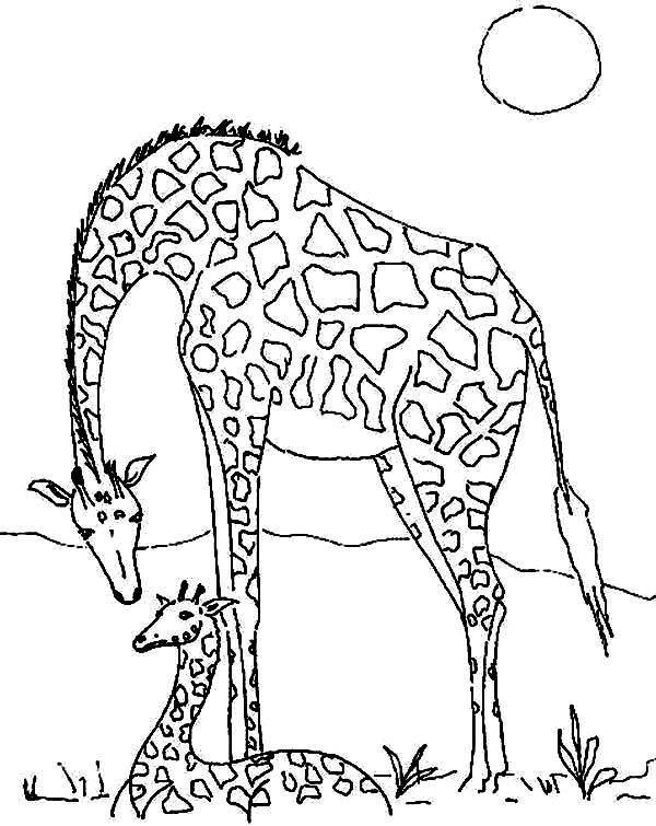 Giraffe In The Meadow Coloring Page 600x755 Giraffe In The Meadow Coloring Page