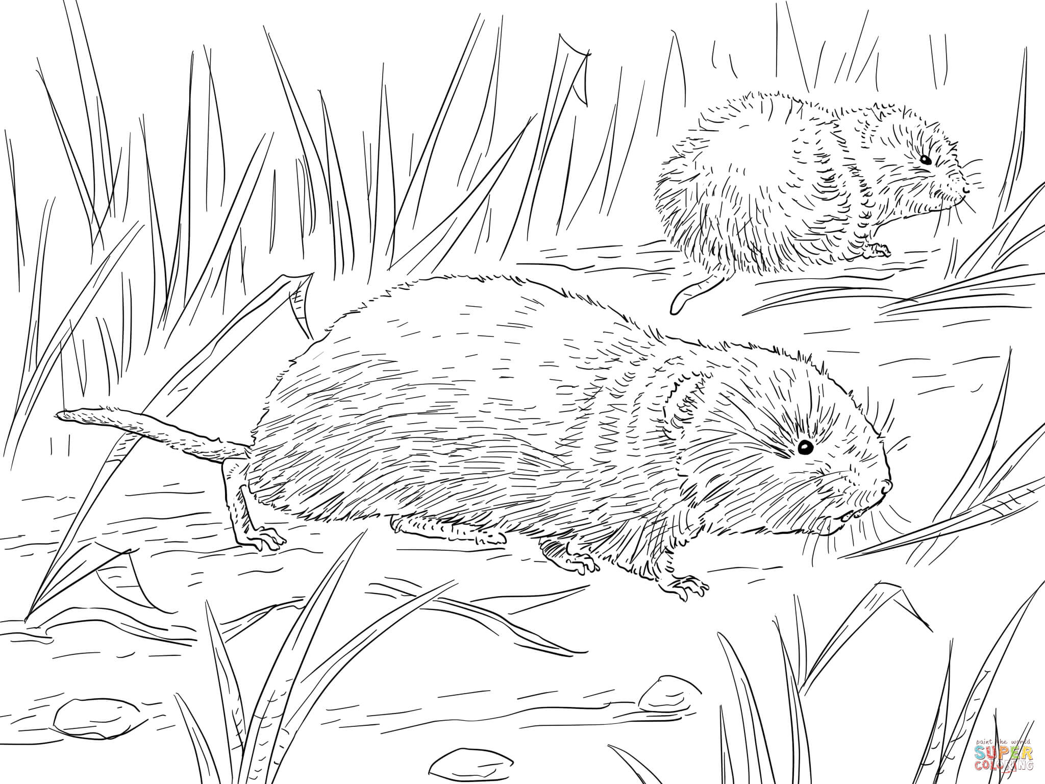 Meadow Coloring Pages 2048x1536 Meadow Coloring Pages