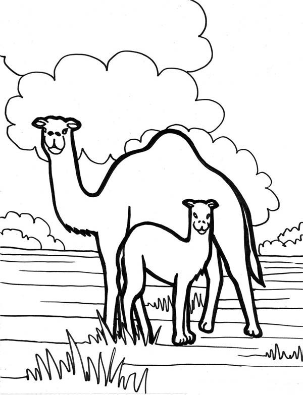 Camel In The Meadow Coloring Page 600x783 Camel In The Meadow Coloring Page