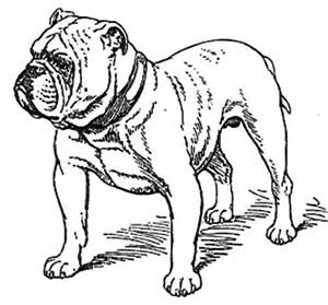 300x279 Bulldog Coloring Book